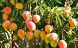 کاهش مؤثر ضایعات با پرتودهی هستهای کاهش مؤثر ضایعات با پرتودهی هستهای