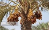 ایران دومین تولیدکننده خرما در جهان