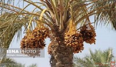 ایران دومین تولیدکننده خرما در جهان ایران دومین تولیدکننده خرما در جهان