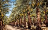 پیشبینی کاهش ۳۰ درصدی تولید خرما در خرمشهر پیشبینی کاهش ۳۰ درصدی تولید خرما در خرمشهر