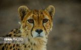 امیدها به بهبود شرایط زیستی و جمعیتی یوزها