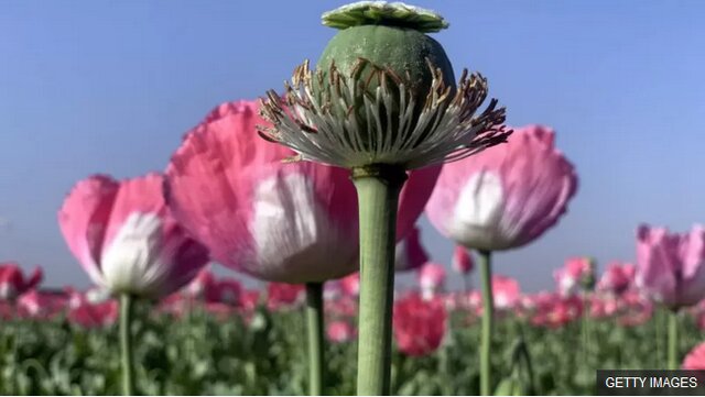 ماجرای کشت خشخاش در ایران به کجا رسید؟ ماجرای کشت خشخاش در ایران به کجا رسید؟