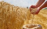 قیمت تضمینی گندم هنوز رسمی نشده قیمت تضمینی گندم هنوز رسمی نشده