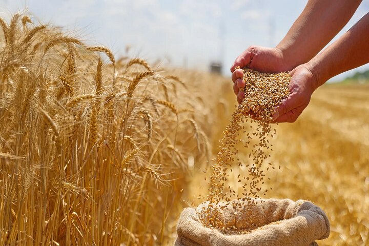 قیمت تضمینی گندم هنوز رسمی نشده قیمت تضمینی گندم هنوز رسمی نشده