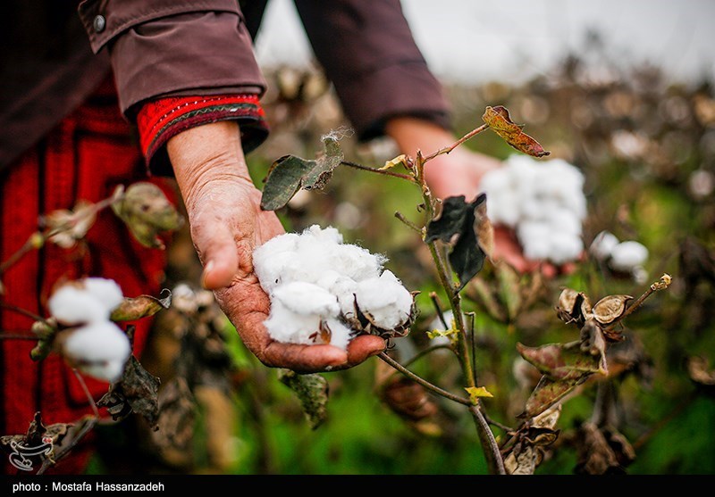 تیر خلاص مافیای واردات به تولید داخل