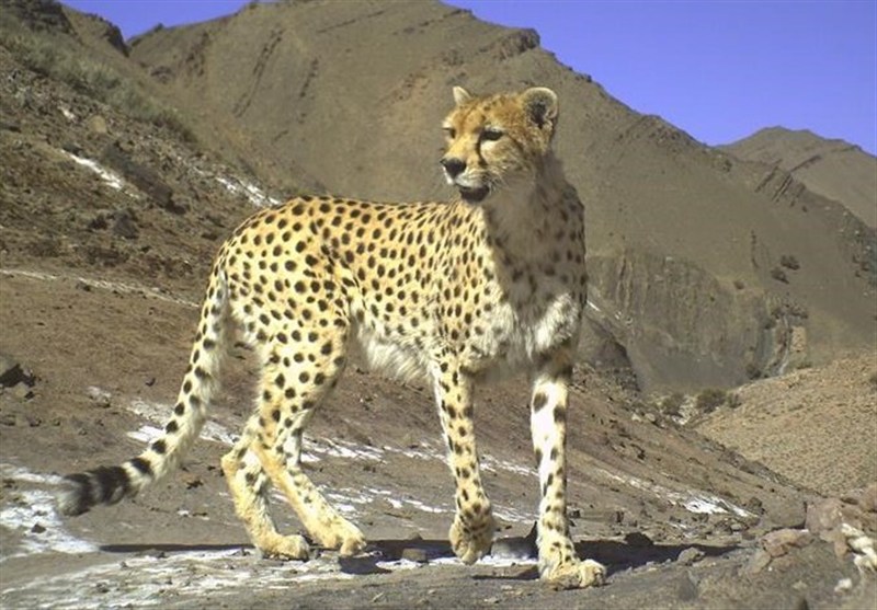 «تلما» دوباره تولهدار شد «تلما» دوباره تولهدار شد