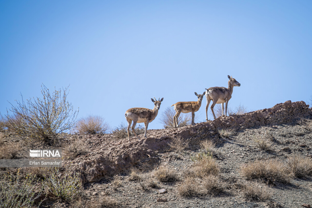 فعلا خبری از باران نیست فعلا خبری از باران نیست