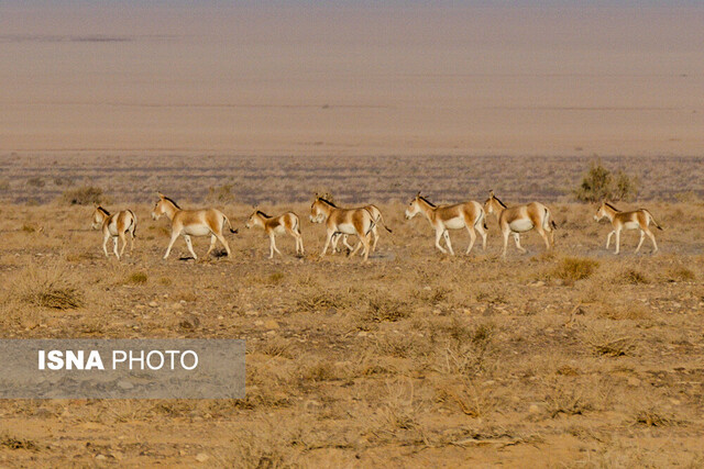 نجات گورخر ایرانی در کویر سوزان نجات گورخر ایرانی در کویر سوزان