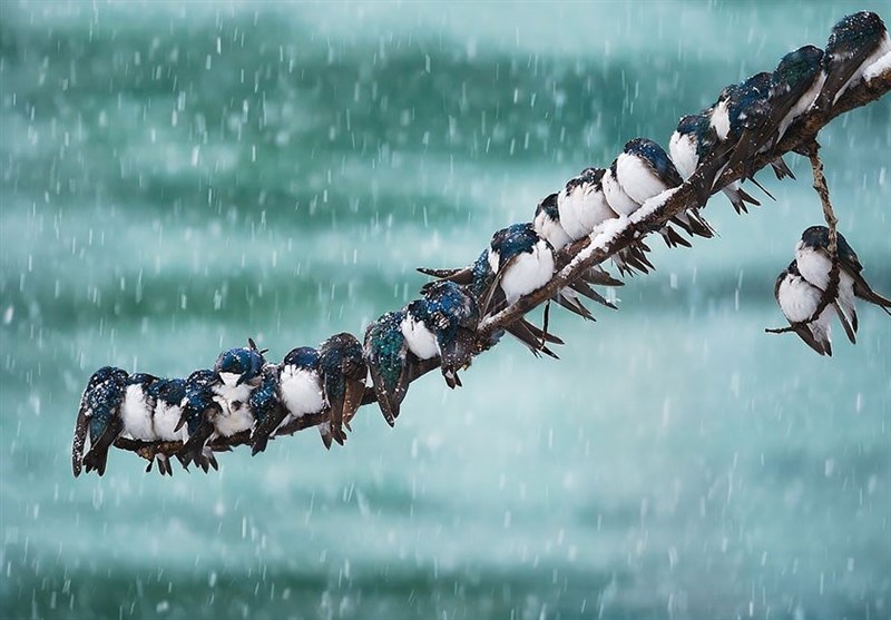 هواشناسی ایران ۱۴۰۴/۹/۲۴ هواشناسی ایران ۱۴۰۴/۹/۲۴