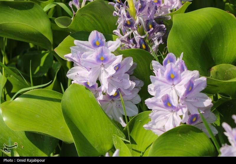 تاختوتاز “شیطان بنفش” در شمال ایران تاختوتاز “شیطان بنفش” در شمال ایران