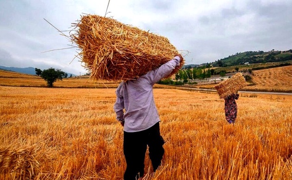 بدهی گندم‌کاران امروز به حسابشان واریز خواهد شد