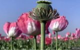 ماجرای کشت خشخاش در ایران به کجا رسید؟ ماجرای کشت خشخاش در ایران به کجا رسید؟